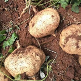 Mumashan Jicama Seeds – Early Maturing, High Yield, Easy to Grow, Sweet Crisp Flavor, Perfect for All Growers
