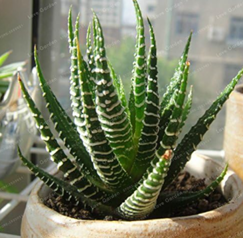 Haworthia Fasciata Seedlings – Rare Mini Aloe Vera Succulent Plant