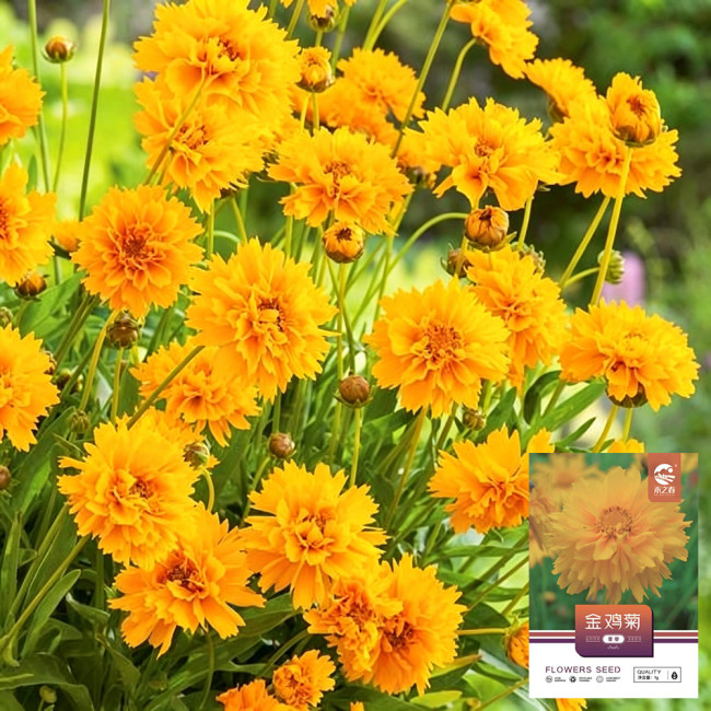 Coreopsis Seeds – Double-Flowered Variety, Easy to Grow, Cold Tolerant, Drought Resistant, Ideal for Home Gardeners