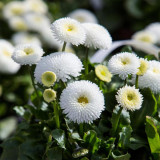 Bellis perennis 'Pomponette' Seeds – Double Daisy, Fully Double Blooms, Compact Low-Growing for Borders Rock Gardens Potted