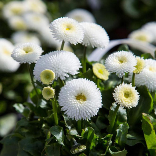Bellis perennis 'Pomponette' Seeds – Double Daisy, Fully Double Blooms, Compact Low-Growing for Borders Rock Gardens Potted