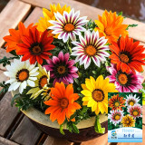 Gazania Seeds – Easy to Grow, Long Blooming Season, Wide Color Range, Perfect for Home Gardening