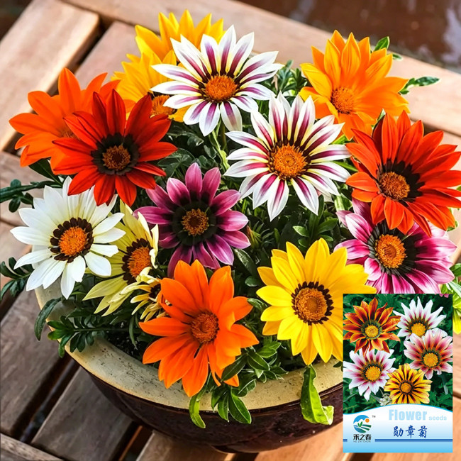 Gazania Seeds – Easy to Grow, Long Blooming Season, Wide Color Range, Perfect for Home Gardening