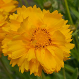 Coreopsis Seeds – Double-Flowered Variety, Easy to Grow, Cold Tolerant, Drought Resistant, Ideal for Home Gardeners