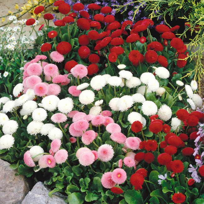 Bellis perennis 'Pomponette' Seeds – Double Daisy, Fully Double Blooms, Compact Low-Growing for Borders Rock Gardens Potted