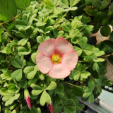 Oxalis versicolor 'Cherry Cream' Flowering Bulbs | Two-Tone Bloomer, Low Maintenance Oxalis for Pots & Rock Gardens