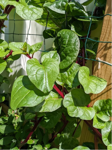 Red Alugbati Seeds - Vietnamese Spinach, Pui Poi Shak Leaf Vegetable