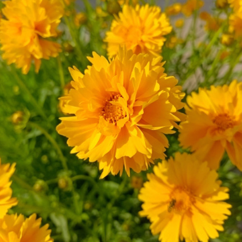 Coreopsis Seeds – Double-Flowered Variety, Easy to Grow, Cold Tolerant, Drought Resistant, Ideal for Home Gardeners