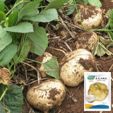 Mumashan Jicama Seeds – Early Maturing, High Yield, Easy to Grow, Sweet Crisp Flavor, Perfect for All Growers
