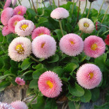 Bellis perennis 'Pomponette' Seeds – Double Daisy, Fully Double Blooms, Compact Low-Growing for Borders Rock Gardens Potted