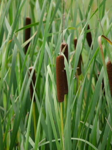 Native Cattail Seeds – Typha latifolia, Edible Water Plant for Wildlife