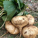 Mumashan Jicama Seeds – Early Maturing, High Yield, Easy to Grow, Sweet Crisp Flavor, Perfect for All Growers