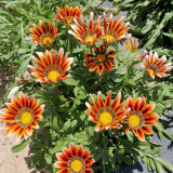 Gazania Seeds – Easy to Grow, Long Blooming Season, Wide Color Range, Perfect for Home Gardening