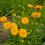 Coreopsis Seeds – Double-Flowered Variety, Easy to Grow, Cold Tolerant, Drought Resistant, Ideal for Home Gardeners