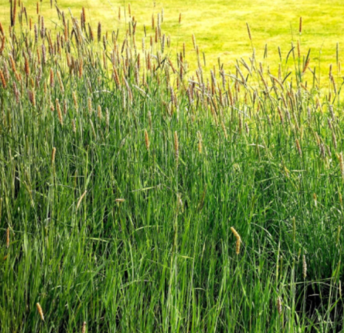 Premium Climax Timothy Grass Seeds - Planting for Lawn Landscape & Forage
