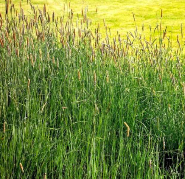 Premium Climax Timothy Grass Seeds - Planting for Lawn Landscape & Forage