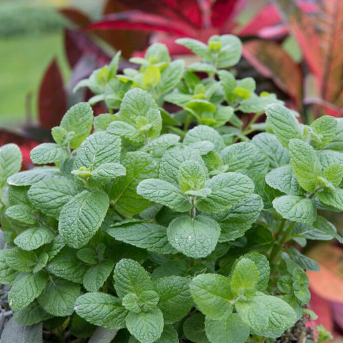 Apple Mint Seeds | Mentha suaveolens, Easy Grow Perennial Herb with Soft White Hairs for Flower Beds, Borders & Pots