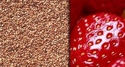 Amish Raised June Bearing Strawberry Seeds – Non GMO Heirloom