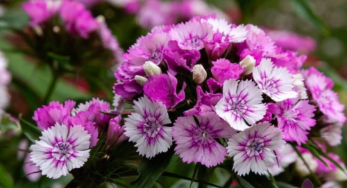Sweet William Carnation Seeds - Perennial Ornamental Garden Flowers