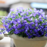 Blue-Purple Lobelia Seeds – Easy to Grow, Compact Shape, Vibrant Color, Perfect for Balconies & Window Boxes