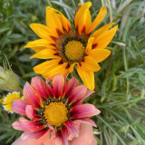 Gazania Seeds – Easy to Grow, Long Blooming Season, Wide Color Range, Perfect for Home Gardening