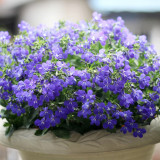 Blue-Purple Lobelia Seeds – Easy to Grow, Compact Shape, Vibrant Color, Perfect for Balconies & Window Boxes