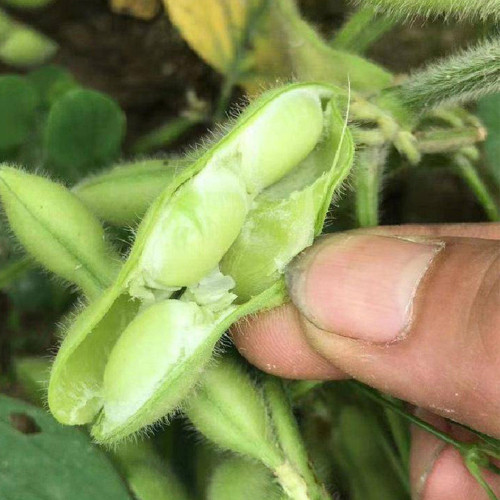 Jiaoda No.18 Edamame Seeds | Medium-Early Maturing Spring Soybean, Sweet Tender Waxy Texture, Abundant Pods