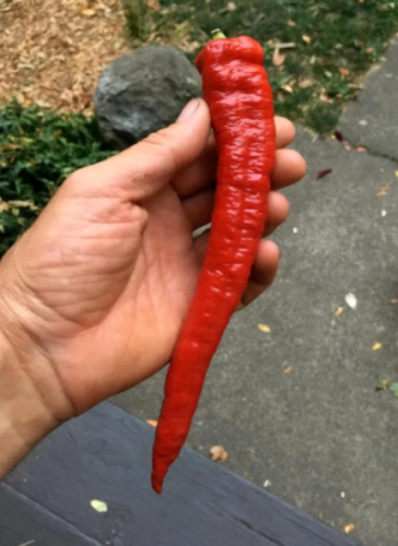 Jimmy Nardello Pepper Seeds - Heirloom Non-GMO Sweet Pepper