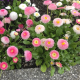 Bellis perennis 'Pomponette' Seeds – Double Daisy, Fully Double Blooms, Compact Low-Growing for Borders Rock Gardens Potted