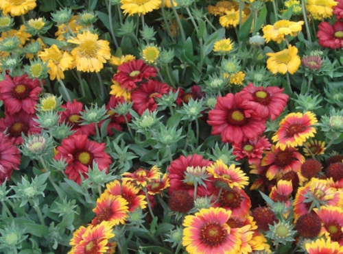 Gaillardia aristata 'Monarch Mix' Seeds - Perennial Blanket Flower, Hardy, Drought Tolerant