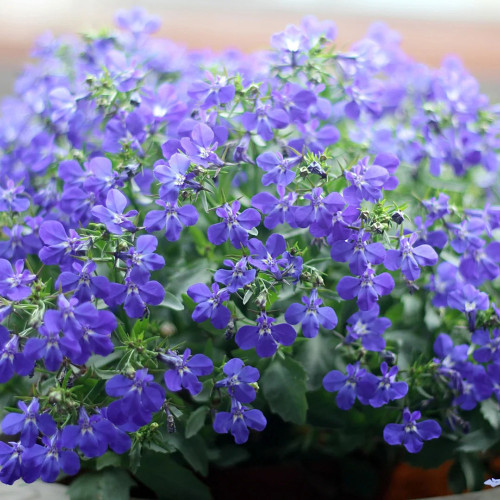 Blue-Purple Lobelia Seeds – Easy to Grow, Compact Shape, Vibrant Color, Perfect for Balconies & Window Boxes