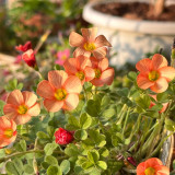 Oxalis versicolor 'Cherry Cream' Flowering Bulbs | Two-Tone Bloomer, Low Maintenance Oxalis for Pots & Rock Gardens