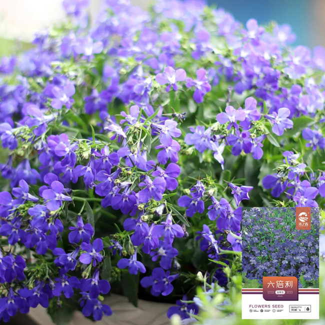 Blue-Purple Lobelia Seeds – Easy to Grow, Compact Shape, Vibrant Color, Perfect for Balconies & Window Boxes