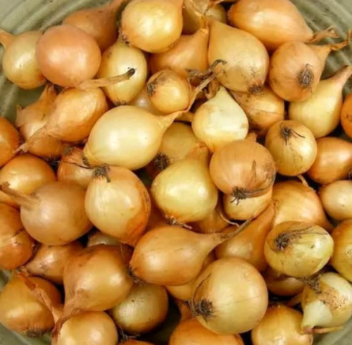 Sweet Yellow Onion Seeds - Premium Stuttgarter Variety for Home Vegetable Garden
