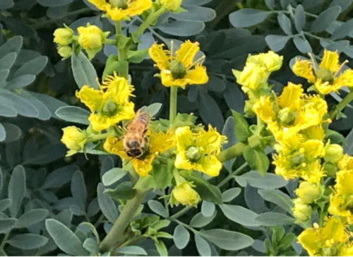 Organic Ruda (Rue) Seeds - Ruta Graveolens for Home Garden Planting