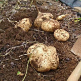 Mumashan Jicama Seeds – Early Maturing, High Yield, Easy to Grow, Sweet Crisp Flavor, Perfect for All Growers