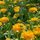 Coreopsis Seeds – Double-Flowered Variety, Easy to Grow, Cold Tolerant, Drought Resistant, Ideal for Home Gardeners