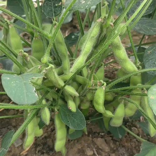 Jiaoda No.18 Edamame Seeds | Medium-Early Maturing Spring Soybean, Sweet Tender Waxy Texture, Abundant Pods