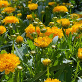 Coreopsis Seeds – Double-Flowered Variety, Easy to Grow, Cold Tolerant, Drought Resistant, Ideal for Home Gardeners
