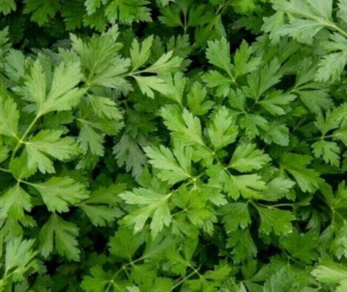 Fresh Winter Chervil Seeds, Heirloom Culinary Herb for Home Garden & Salad Cooking