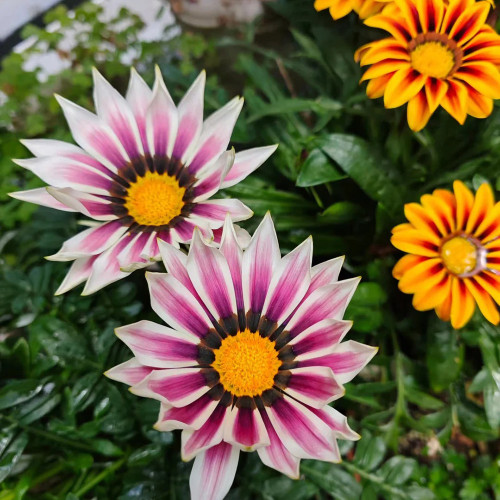 Gazania Seeds – Easy to Grow, Long Blooming Season, Wide Color Range, Perfect for Home Gardening