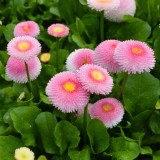 Bellis perennis 'Pomponette' Seeds – Double Daisy, Fully Double Blooms, Compact Low-Growing for Borders Rock Gardens Potted
