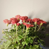 Oxalis versicolor 'Cherry Cream' Flowering Bulbs | Two-Tone Bloomer, Low Maintenance Oxalis for Pots & Rock Gardens