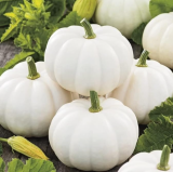 Baby Boo Pumpkin Seeds, White Mini Pumpkin Gourds for Planting