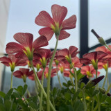 Oxalis versicolor 'Cherry Cream' Flowering Bulbs | Two-Tone Bloomer, Low Maintenance Oxalis for Pots & Rock Gardens