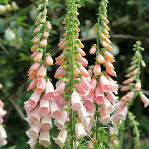 Pink Foxglove Seeds | Digitalis purpurea, Bell-Shaped Flowers for Borders, Containers & Mass Planting