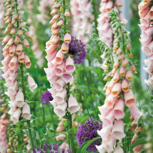 Pink Foxglove Seeds | Digitalis purpurea, Bell-Shaped Flowers for Borders, Containers & Mass Planting