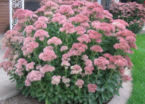 Sedum 'Autumn Joy' Stonecrop Cutting, Hardy Easy-Grow Succulent, Attract Butterflies