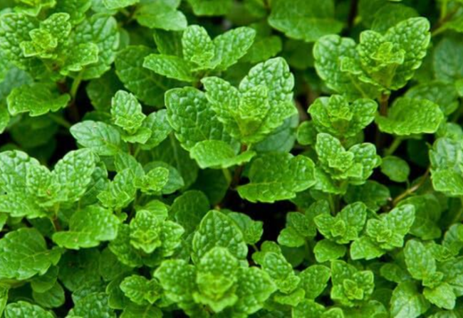 Vietnam Spearmint Seeds (Mentha spicata) Húng Lủi | Non-GMO