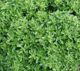 Tiny Leaf Globe Basil (Aristotle) | Dense Ornamental & Culinary Herb Seeds